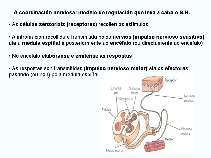 A coordinación nerviosa: modelo de regulación que leva a cabo o S. N. •