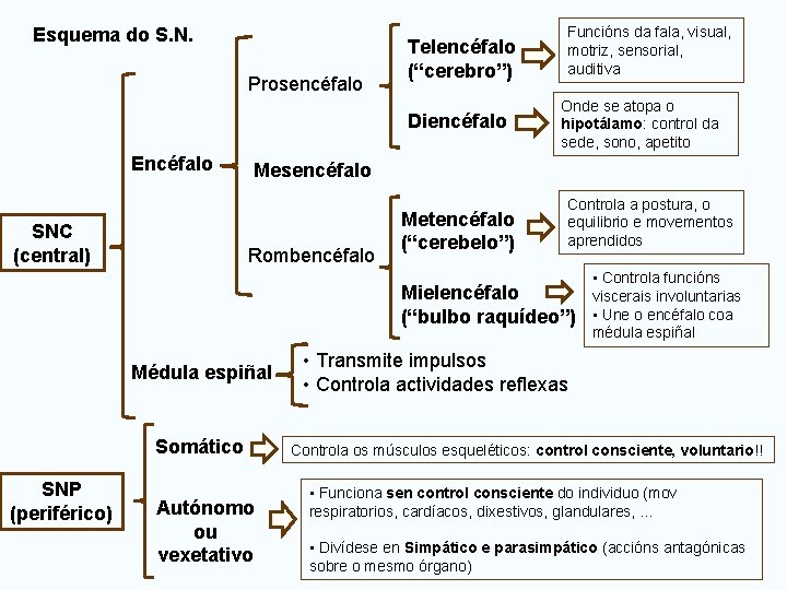 Esquema do S. N. Prosencéfalo Telencéfalo (“cerebro”) Diencéfalo Encéfalo SNC (central) Funcións da fala,