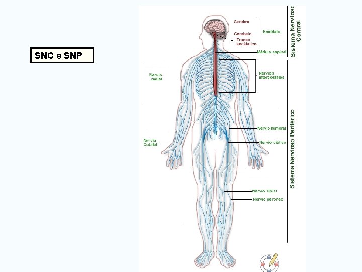 SNC e SNP 