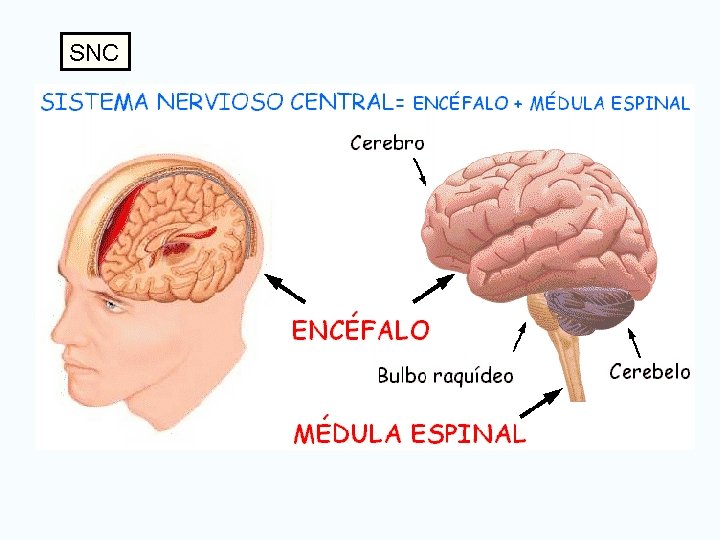 SNC 