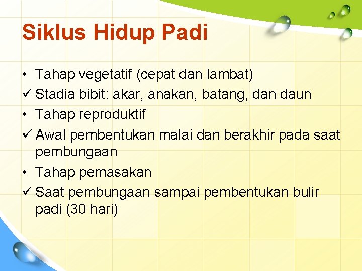 Siklus Hidup Padi • Tahap vegetatif (cepat dan lambat) ü Stadia bibit: akar, anakan,