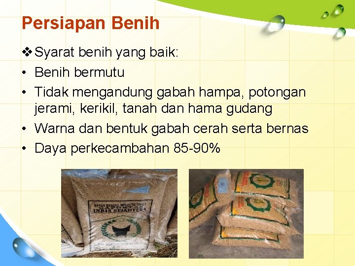 Persiapan Benih v Syarat benih yang baik: • Benih bermutu • Tidak mengandung gabah