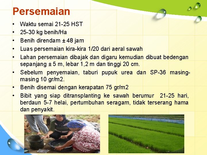 Persemaian • • • Waktu semai 21 -25 HST 25 -30 kg benih/Ha Benih