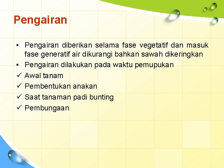 Pengairan • Pengairan diberikan selama fase vegetatif dan masuk fase generatif air dikurangi bahkan