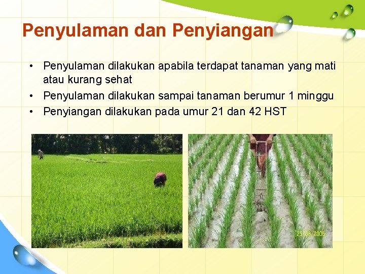 Penyulaman dan Penyiangan • Penyulaman dilakukan apabila terdapat tanaman yang mati atau kurang sehat