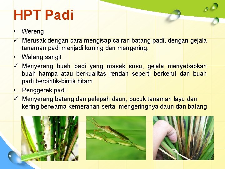 HPT Padi • Wereng ü Merusak dengan cara mengisap cairan batang padi, dengan gejala