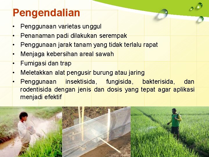 Pengendalian • • Penggunaan varietas unggul Penanaman padi dilakukan serempak Penggunaan jarak tanam yang