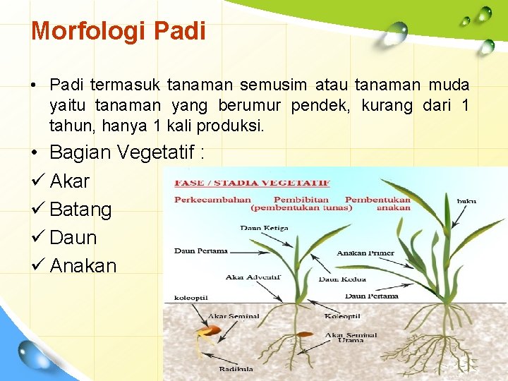 Morfologi Padi • Padi termasuk tanaman semusim atau tanaman muda yaitu tanaman yang berumur