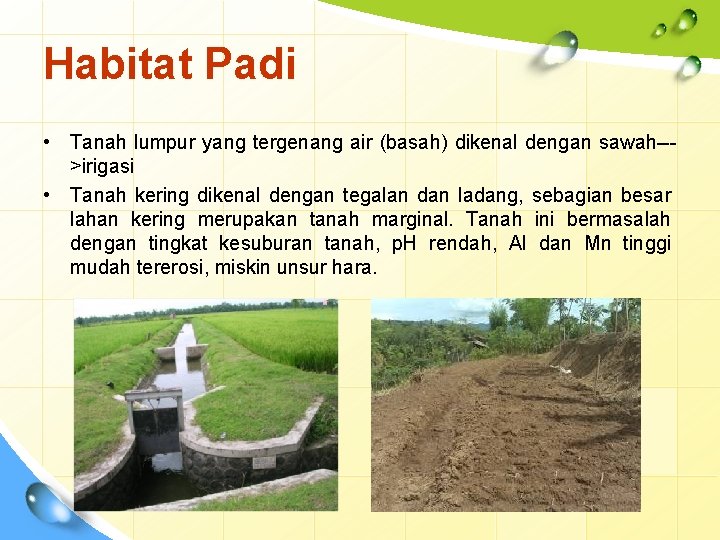 Habitat Padi • Tanah lumpur yang tergenang air (basah) dikenal dengan sawah-->irigasi • Tanah