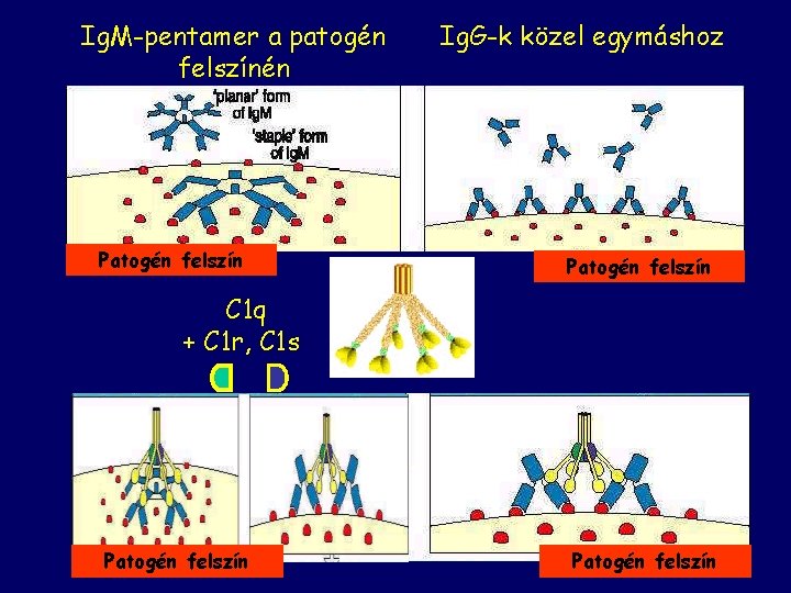 Ig. M-pentamer a patogén felszínén Patogén felszín Ig. G-k közel egymáshoz Patogén felszín C