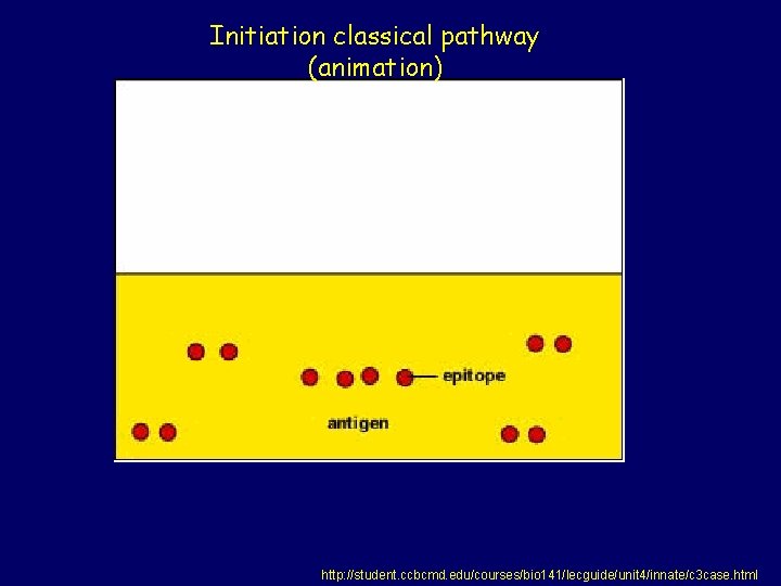 Initiation classical pathway (animation) http: //student. ccbcmd. edu/courses/bio 141/lecguide/unit 4/innate/c 3 case. html 