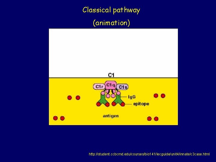 Classical pathway (animation) http: //student. ccbcmd. edu/courses/bio 141/lecguide/unit 4/innate/c 3 case. html 