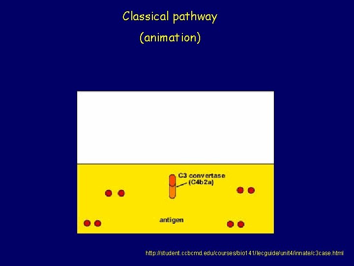 Classical pathway (animation) http: //student. ccbcmd. edu/courses/bio 141/lecguide/unit 4/innate/c 3 case. html 