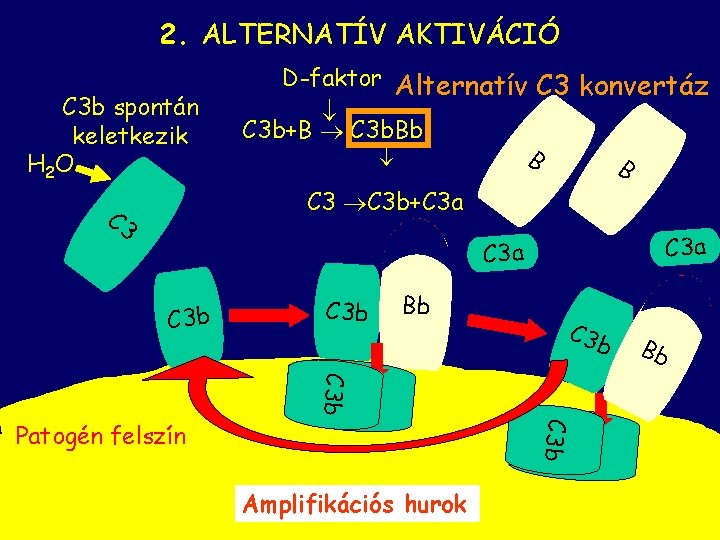 2. ALTERNATÍV AKTIVÁCIÓ C 3 b spontán keletkezik H 2 O D-faktor Alternatív C