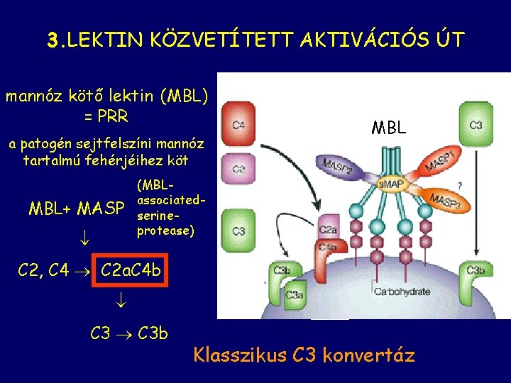 3. LEKTIN KÖZVETÍTETT AKTIVÁCIÓS ÚT mannóz kötő lektin (MBL) = PRR MBL a patogén