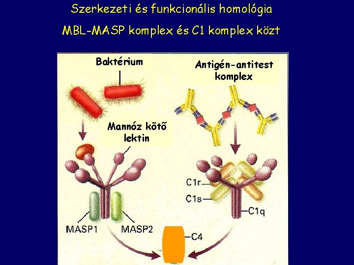 Szerkezeti és funkcionális homológia MBL-MASP komplex és C 1 komplex közt Baktérium Mannóz kötő