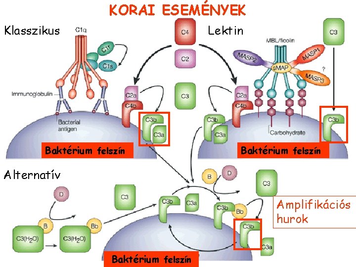 KORAI ESEMÉNYEK Klasszikus Lektin Baktérium felszín Alternatív Amplifikációs hurok Baktérium felszín 