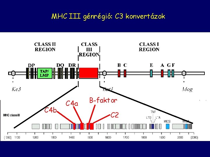 MHC III génrégió: C 3 konvertázok C 4 b C 4 a B-faktor C