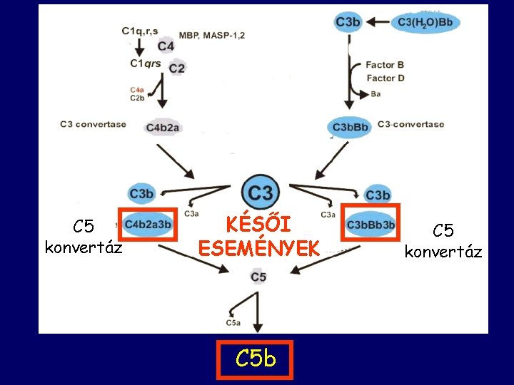 C 5 konvertáz KÉSŐI ESEMÉNYEK C 5 b C 5 konvertáz 