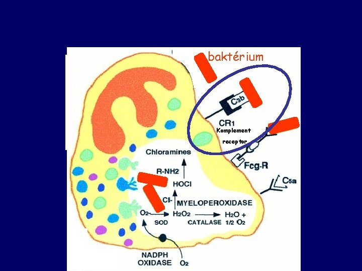 baktérium Komplement receptor 