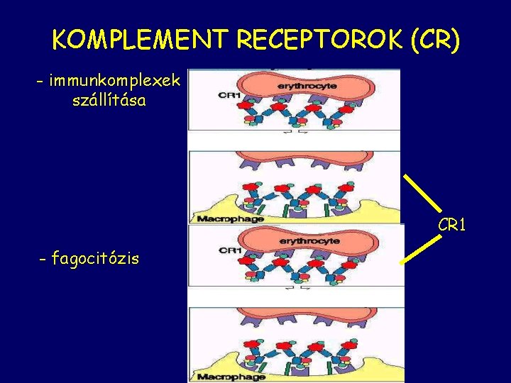 KOMPLEMENT RECEPTOROK (CR) - immunkomplexek szállítása CR 1 - fagocitózis 