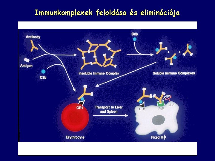 Immunkomplexek feloldása és eliminációja 