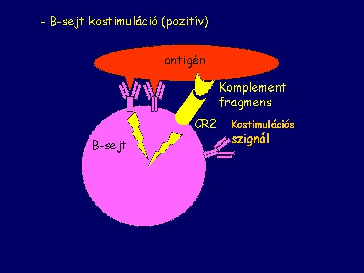 - B-sejt kostimuláció (pozitív) antigén Komplement fragmens CR 2 B-sejt Kostimulációs szignál 