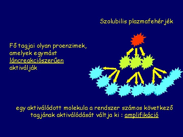 Szolubilis plazmafehérjék Fő tagjai olyan proenzimek, amelyek egymást láncreakciószerűen aktiválják egy aktiválódott molekula a