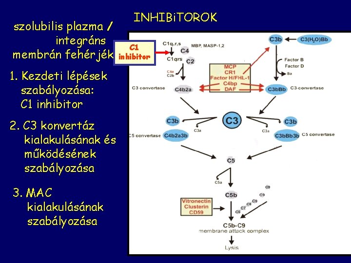 szolubilis plazma / integráns membrán fehérjék 1. Kezdeti lépések szabályozása: C 1 inhibitor 2.