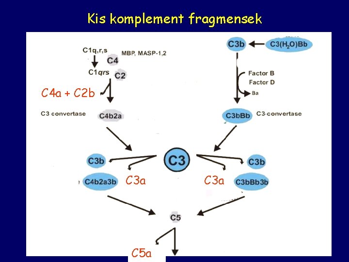 Kis komplement fragmensek C 4 a + C 2 b C 3 a C