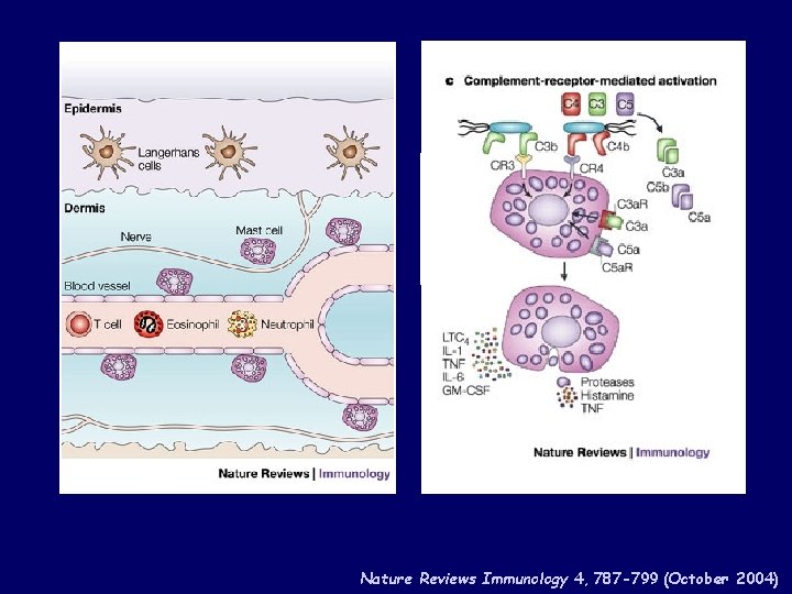 Nature Reviews Immunology 4, 787 -799 (October 2004) 