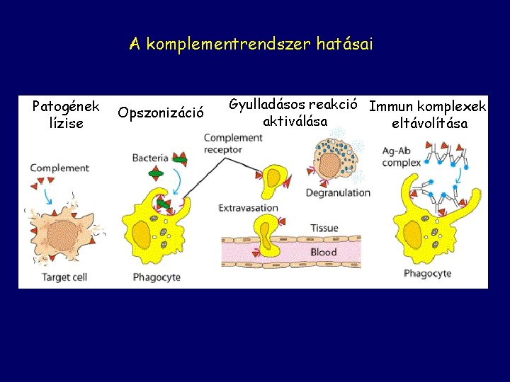 A komplementrendszer hatásai Patogének lízise Opszonizáció Gyulladásos reakció Immun komplexek aktiválása eltávolítása 