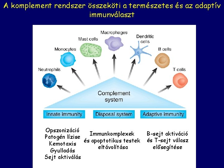 A komplement rendszer összeköti a természetes és az adaptív immunválaszt Opszonizáció Immunkomplexek Patogén lízise