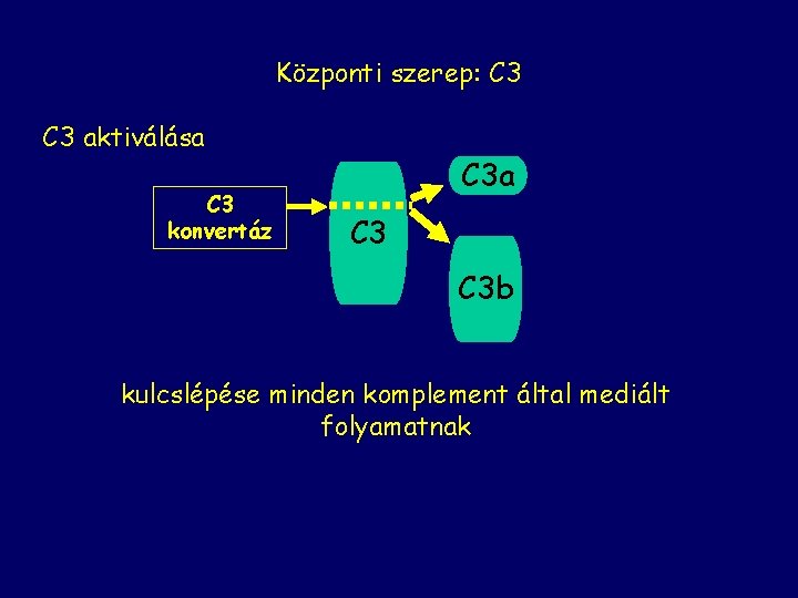 Központi szerep: C 3 aktiválása C 3 konvertáz C 3 a C 3 b