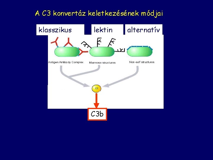 A C 3 konvertáz keletkezésének módjai klasszikus lektin C 3 b alternatív 