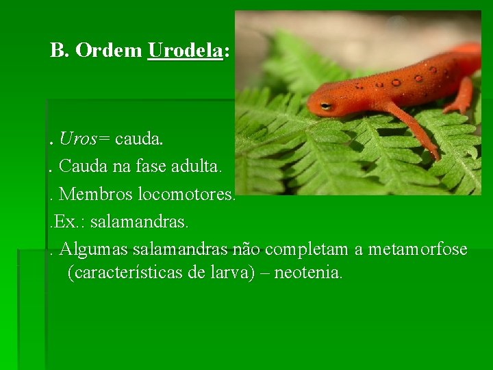 B. Ordem Urodela: . Uros= cauda. . Cauda na fase adulta. . Membros locomotores.