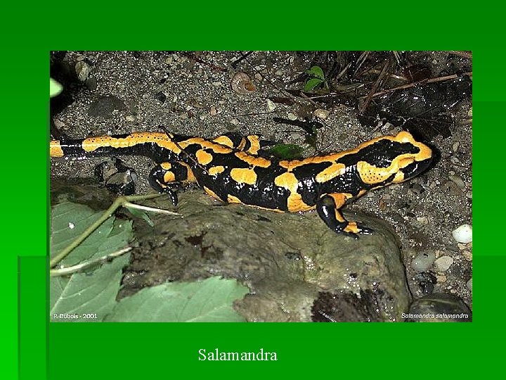 Salamandra 