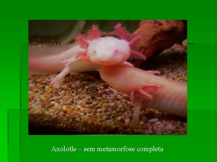 Axolotle – sem metamorfose completa 