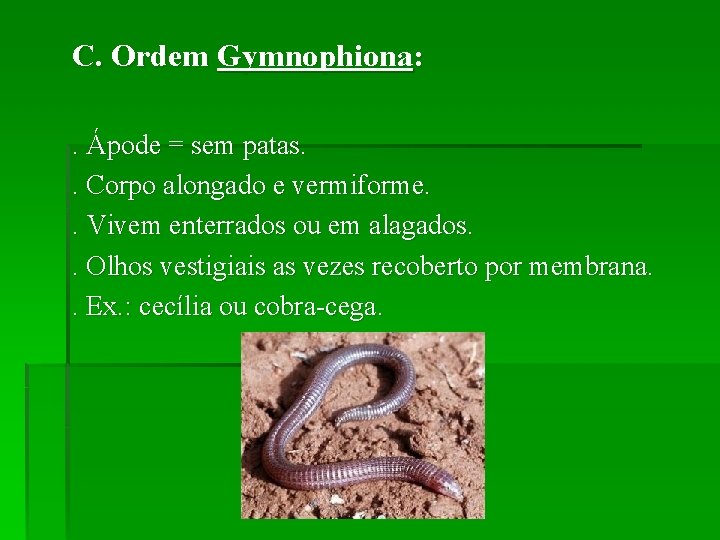 C. Ordem Gymnophiona: . Ápode = sem patas. . Corpo alongado e vermiforme. .