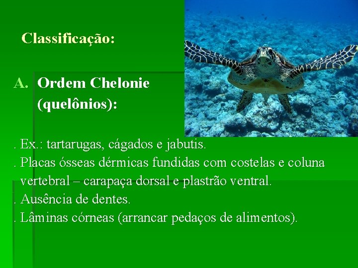 Classificação: A. Ordem Chelonie (quelônios): . Ex. : tartarugas, cágados e jabutis. . Placas