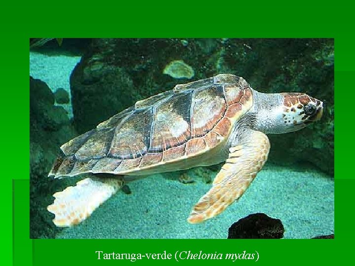 Tartaruga-verde (Chelonia mydas) 