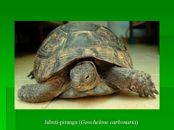 Jabuti-piranga (Geochelone carbonaria) 
