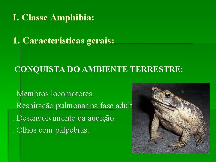 I. Classe Amphibia: 1. Características gerais: CONQUISTA DO AMBIENTE TERRESTRE: . Membros locomotores. .