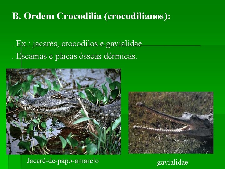 B. Ordem Crocodilia (crocodilianos): . Ex. : jacarés, crocodilos e gavialidae. Escamas e placas