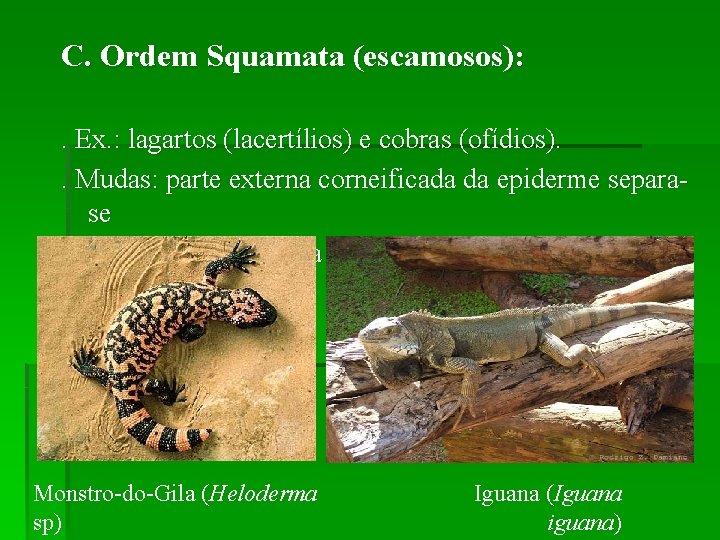 C. Ordem Squamata (escamosos): . Ex. : lagartos (lacertílios) e cobras (ofídios). . Mudas: