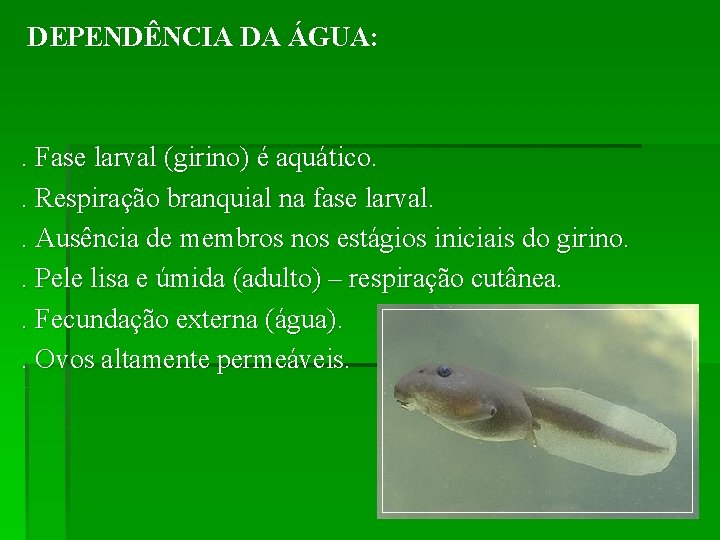 DEPENDÊNCIA DA ÁGUA: . Fase larval (girino) é aquático. . Respiração branquial na fase