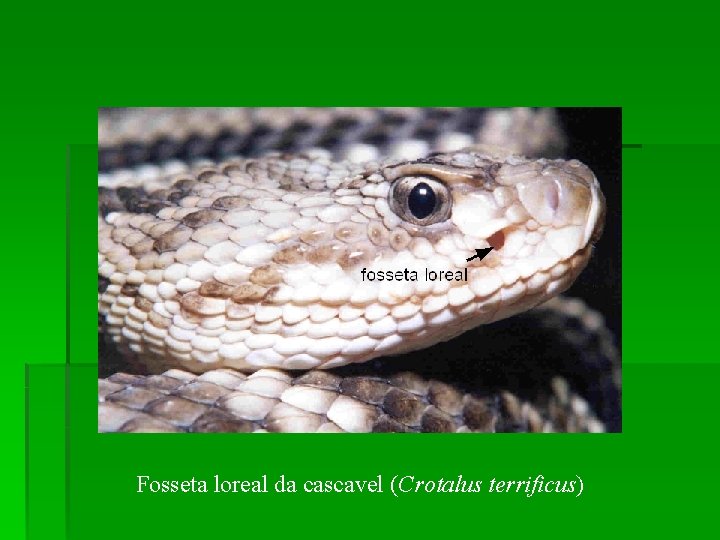 Fosseta loreal da cascavel (Crotalus terrificus) 