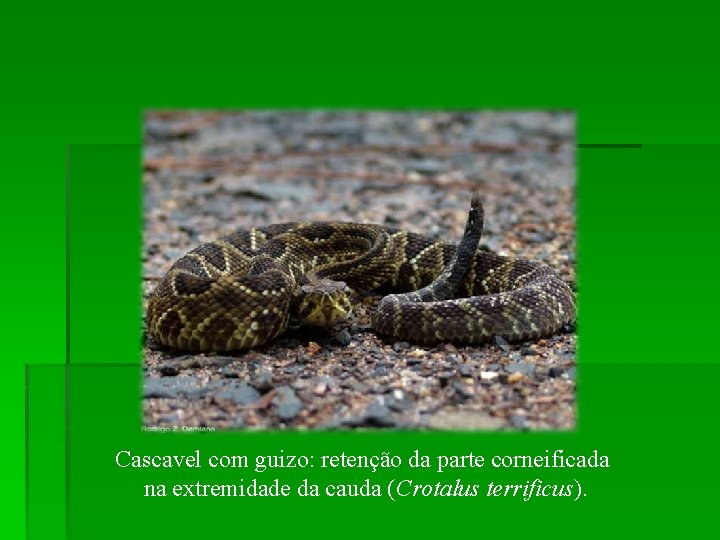 Cascavel com guizo: retenção da parte corneificada na extremidade da cauda (Crotalus terrificus). 