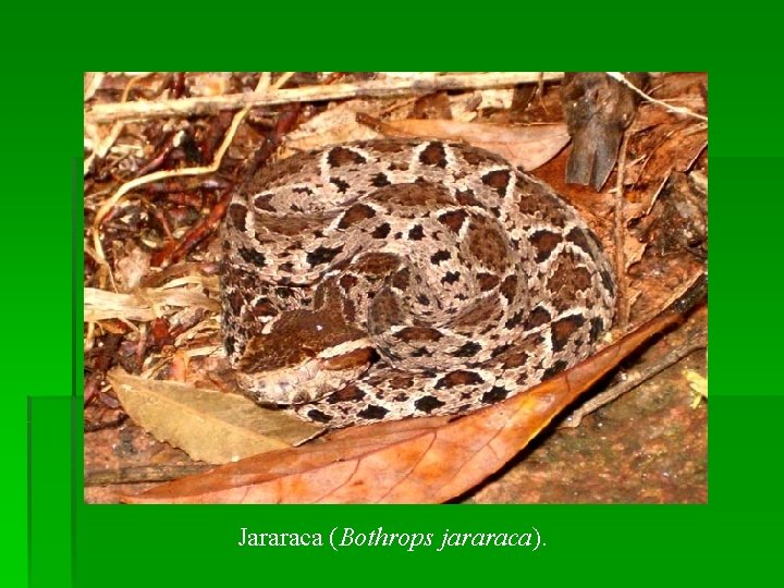 Jararaca (Bothrops jararaca). 