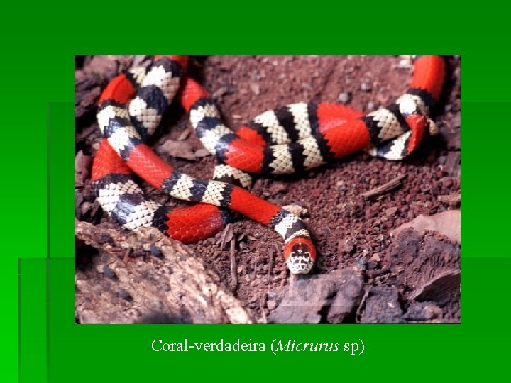 Coral-verdadeira (Micrurus sp) 